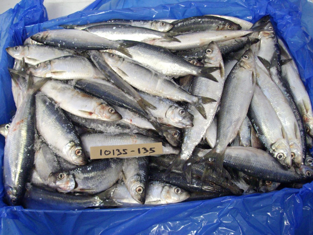 French Herring Marine Foods